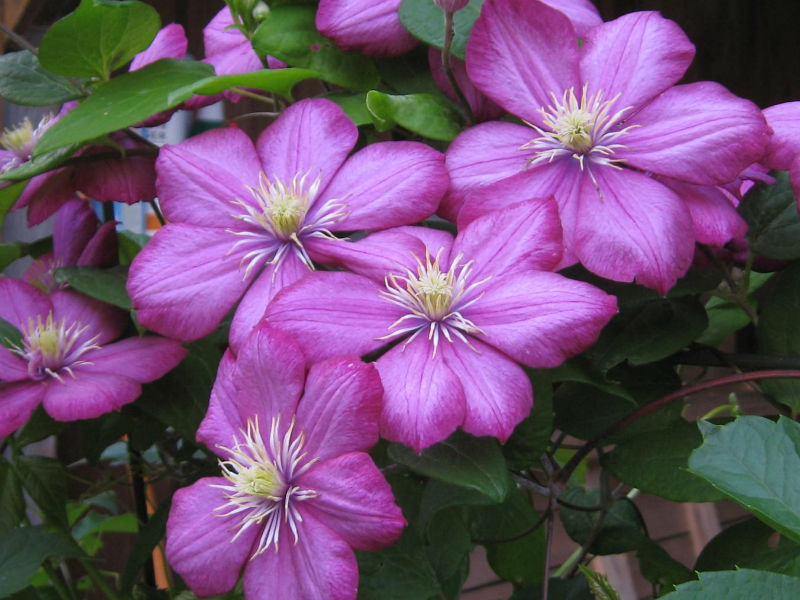 clematis lila Kletterpflanze Clematis